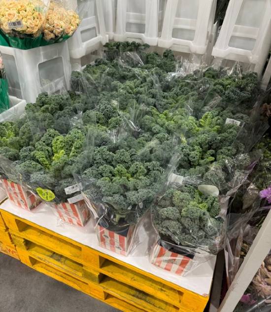是智商税？网红蔬菜价格大涨30倍 一推出直接被抢空